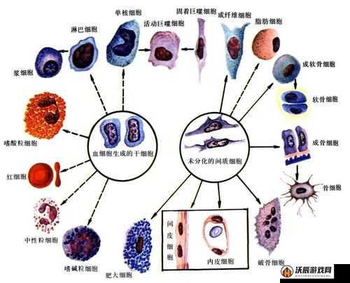 探索细胞防御机制，揭秘拯救细胞并维护其防线的关键规则